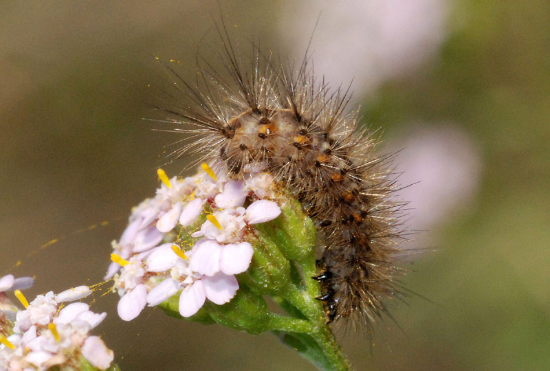 17 bruco da det: cfr. Phragmatobia fuliginosa